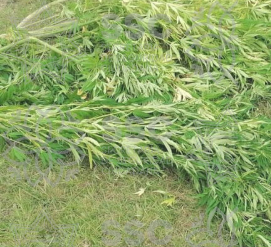 Asegura SSC planta de marihuana en Atlangatepec